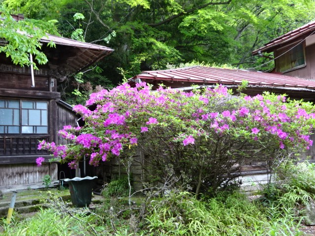 0506大山寺のツツジ類