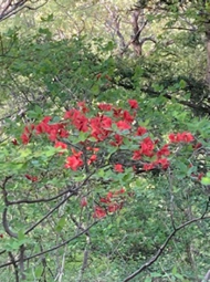 0419石砂山登山口周辺のヤマザクラ