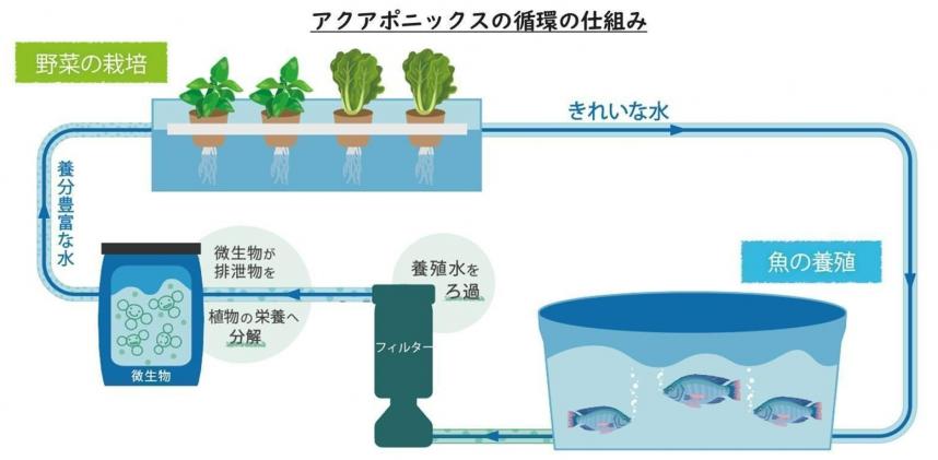 アクアポニックスの仕組み