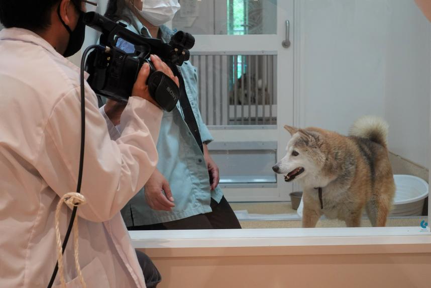 オンラインにいる犬猫譲渡会の撮影風景