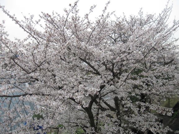 校敷地内で咲く桜