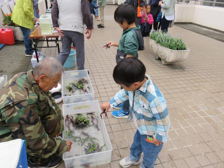 ザリガニを触る子ども