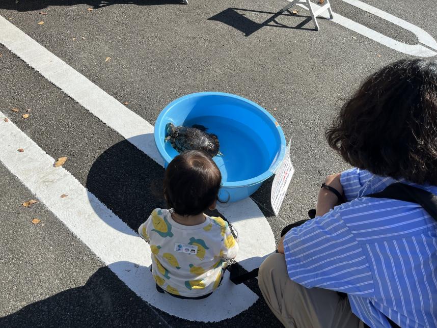 カメを眺める子ども