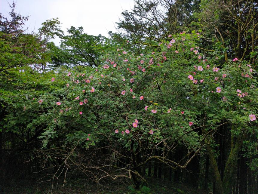 530不老山山頂のサンショウバラ