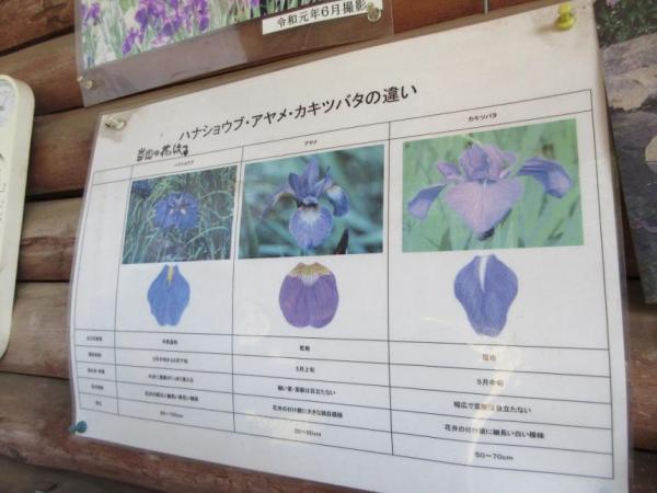 花の見分け方