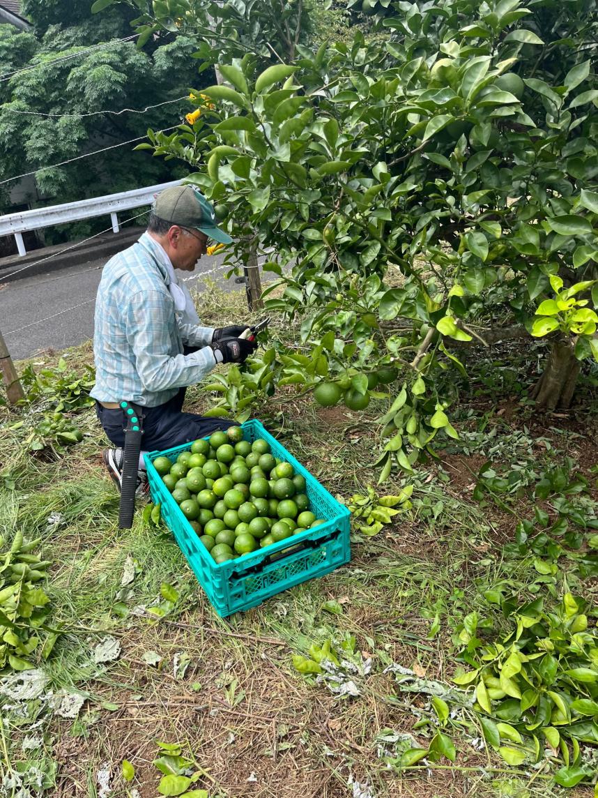 七沢かぼすの農作業