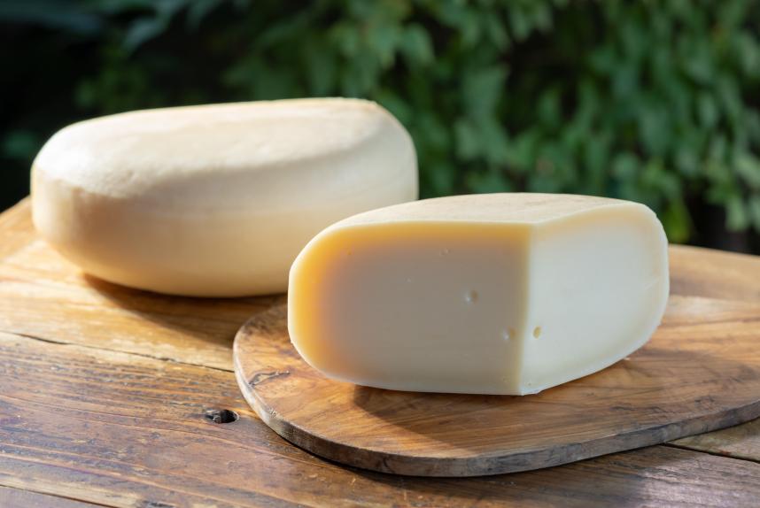 ゴーダカマクラ