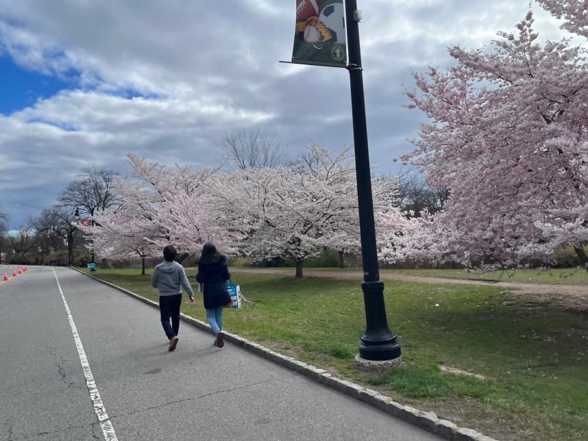 公園の道沿いに咲く満開の桜