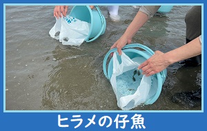 ヒラメの仔魚