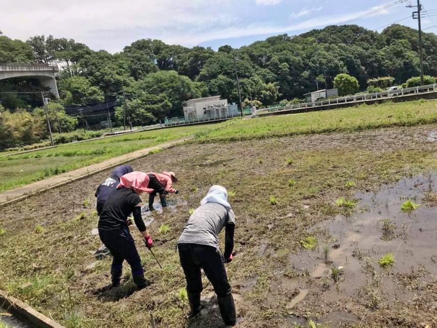 田んぼの写真