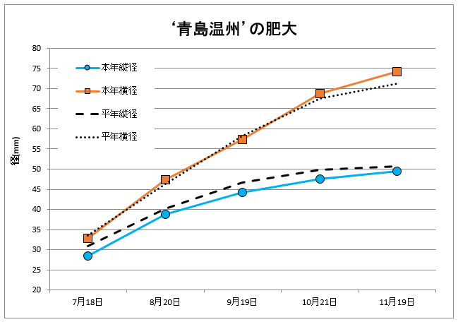 青島肥大