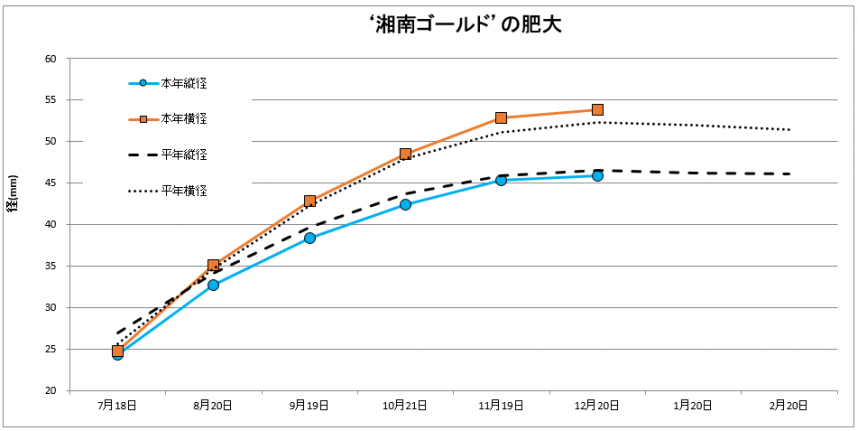 湘南ゴールド肥大