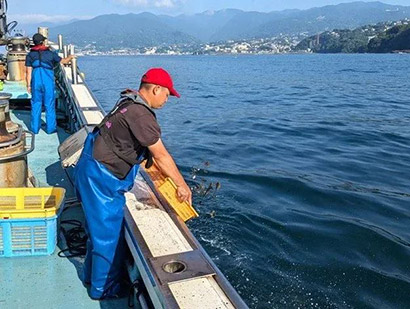 稚魚放流の様子の写真