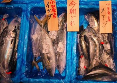 鮮魚の写真（漁港の駅「TOTOCO小田原」でショッピング）