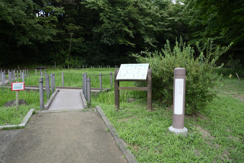 野鳥の池