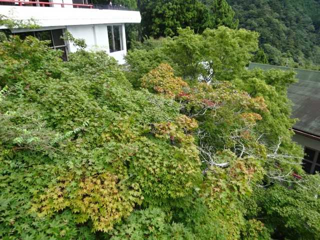 9月26日阿夫利神社下社の紅葉