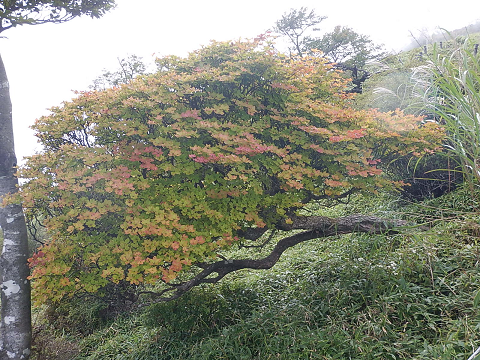 9月14日蛭ヶ岳シロヤシオ色づき始め