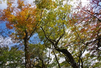 10月20日三国山（北丹沢）山頂色づき始め