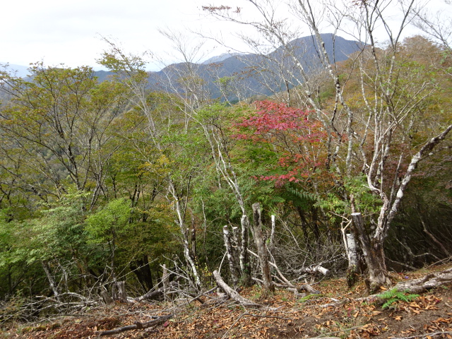 10月22日菰釣山山頂周辺色づき始め