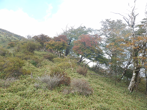 10月13日蛭ヶ岳山頂周辺そろそろ見ごろ