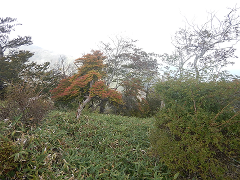 10月13日丹沢山山頂周辺色づき始め