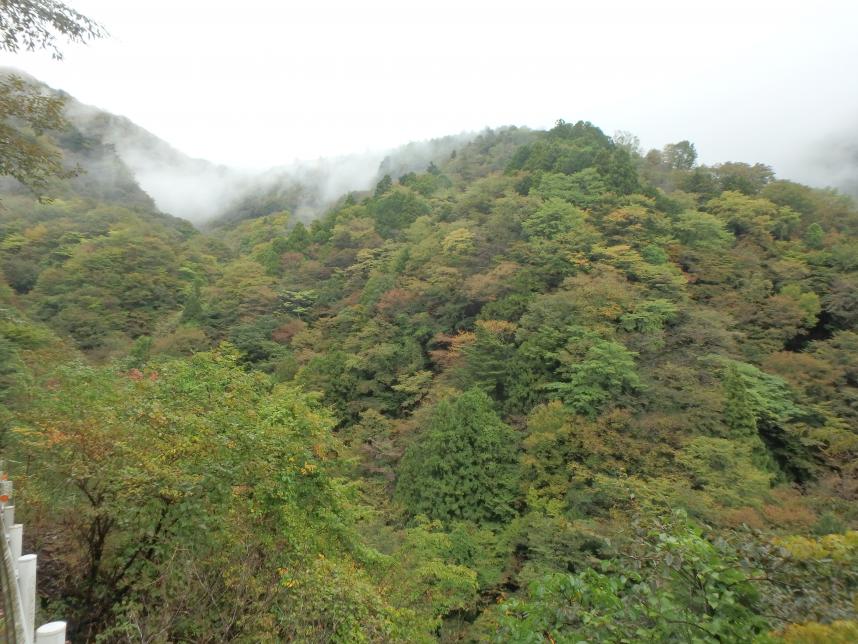 10月18日丹沢山標高750メートル色づき始め