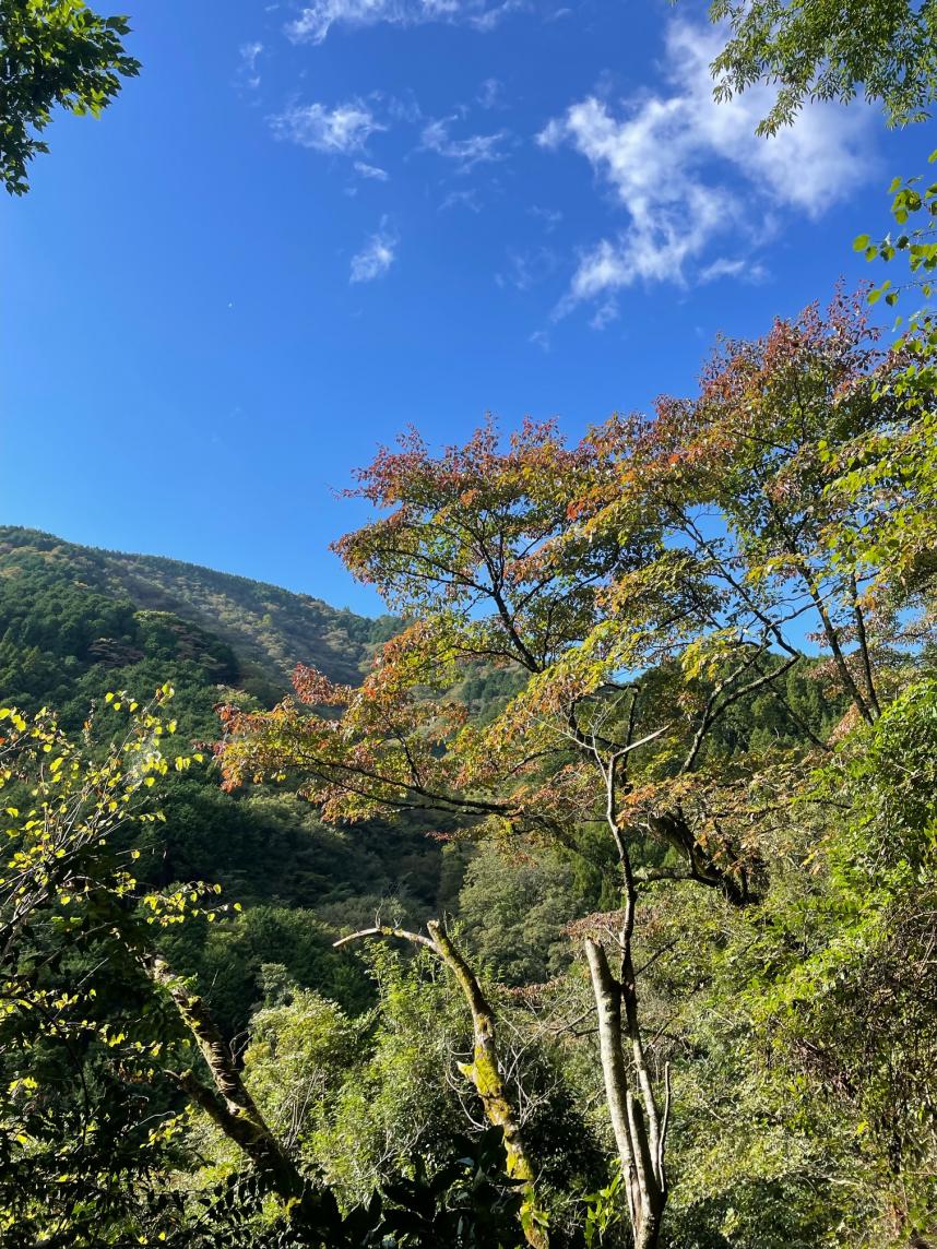 10月20日大倉尾根中腹色づき始め