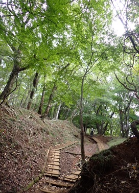 10月22日大倉尾根一本松跡青葉