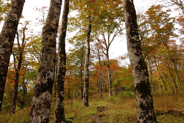 10月22日丹沢山標高約1450メートルそろそろ見ごろ