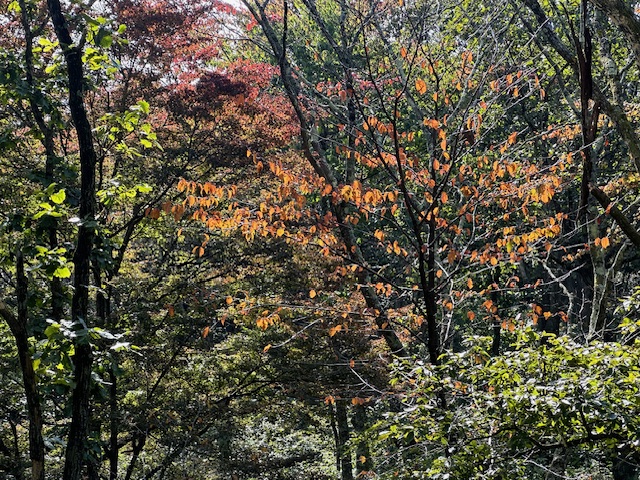 10月15日陣馬山山頂色づき始め