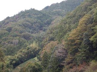 10月24日陣馬山和田バス停色づき始め