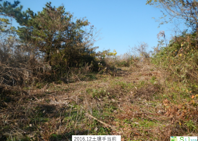 植樹後5年経過