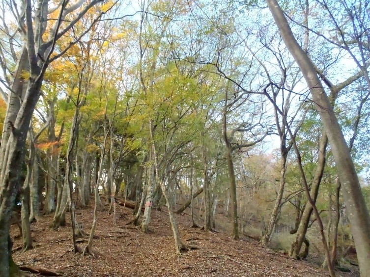 大山三峰　物見峠周辺