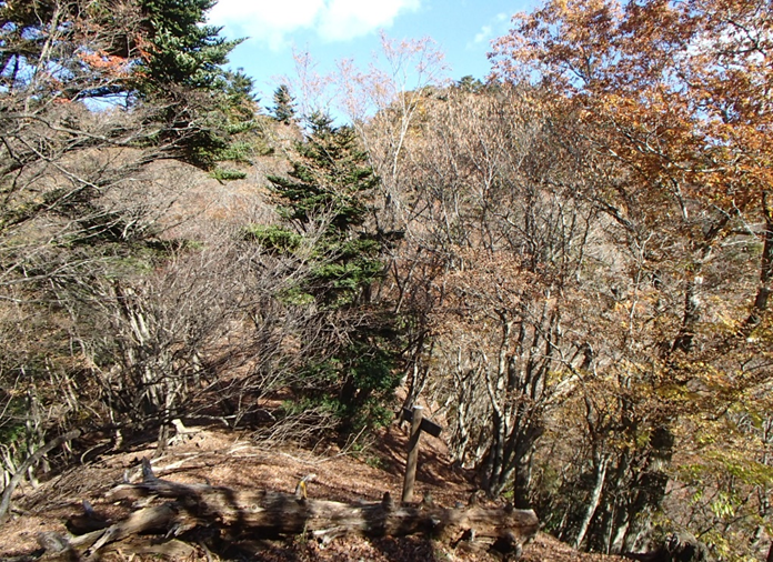 大山三峰標高約900メートル