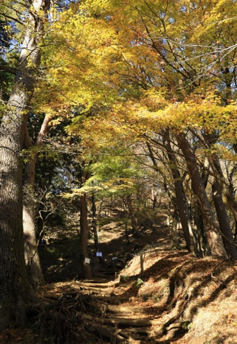 大倉尾根　堀山の家周辺