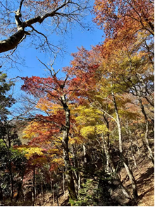 大山雷ノ峰尾根標高約850メートル