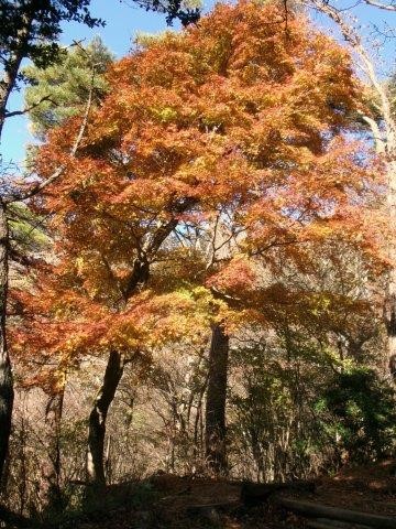 大山　雷ノ峰尾根中腹