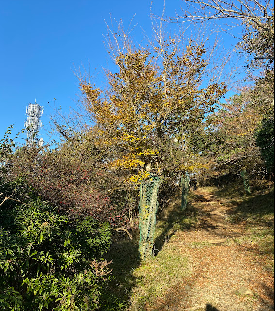 大山山頂周辺