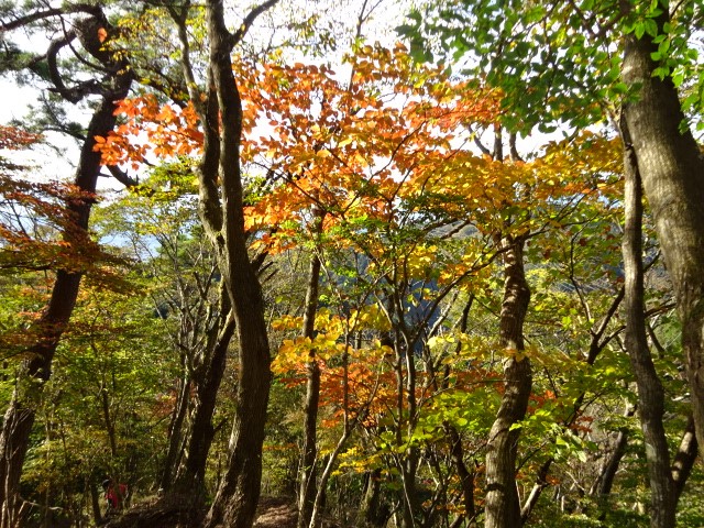 大山　イタツミ尾根　標高約900メートル