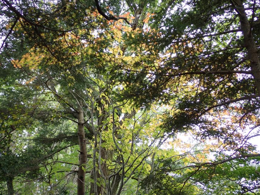 11月6日経ヶ岳土山峠分岐色づき始め