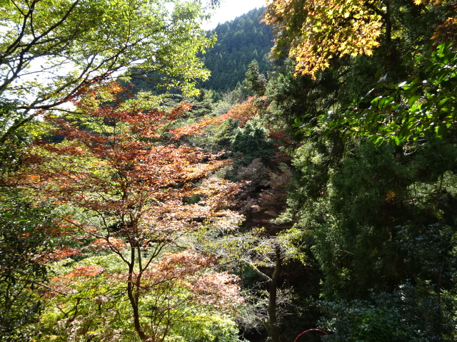 11月7日大山寺そろそろ見ごろ