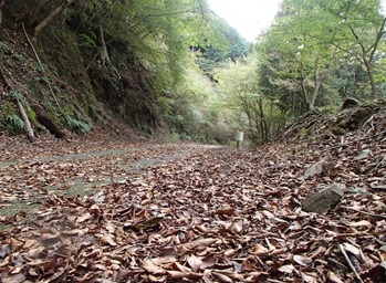 11月8日物見峠林道周辺色づき始め