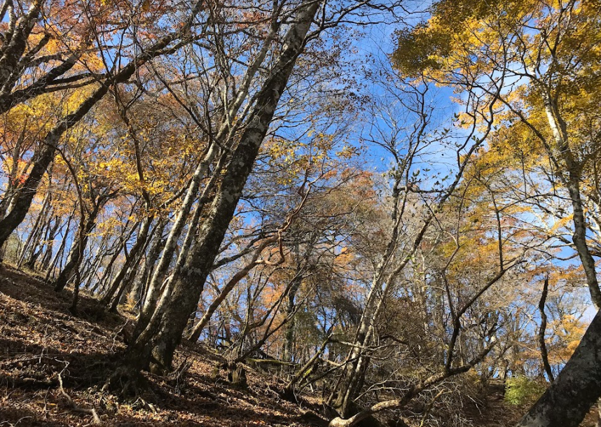 10月9日鍋割山稜大丸