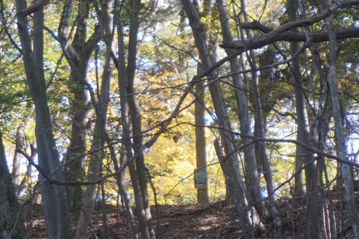 11月12日仏果山山頂