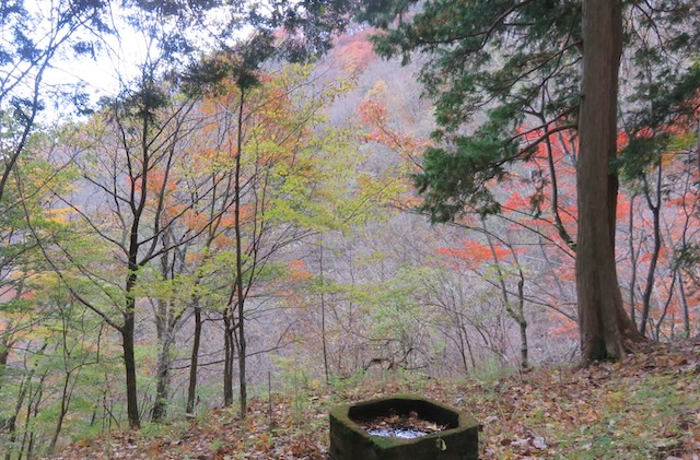 11月12日丹沢山堂平