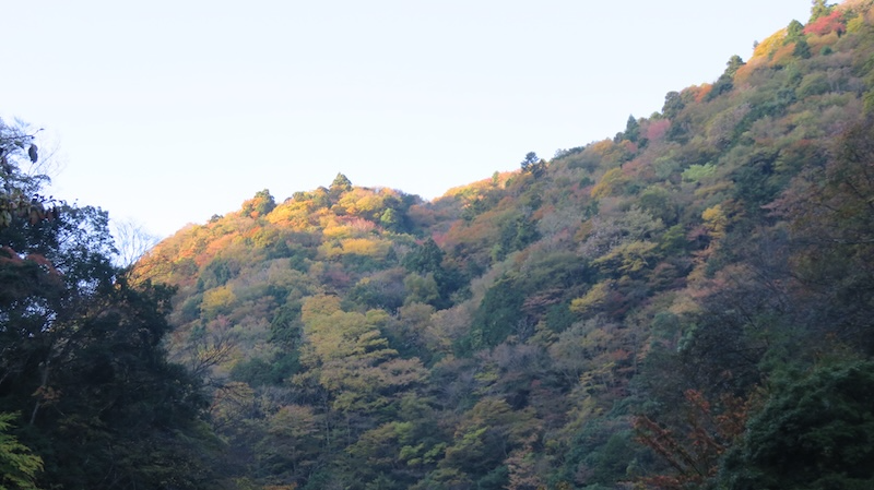 11月12日本谷林道から天王寺尾根方向