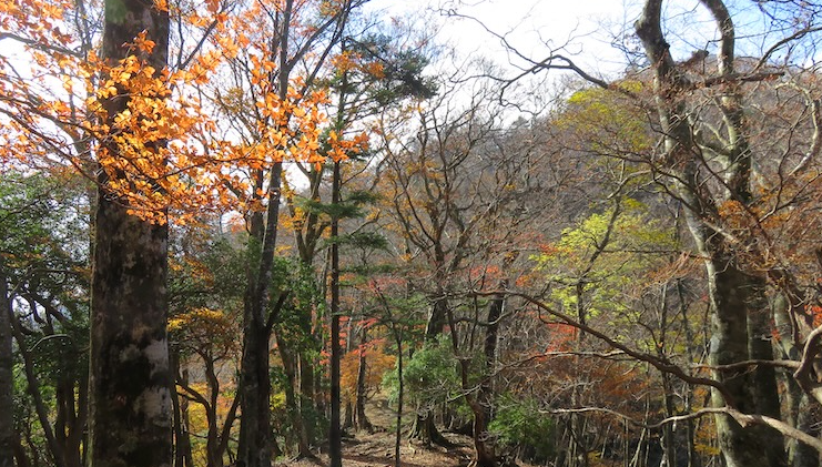 11月12日丹沢山太礼ノ頭