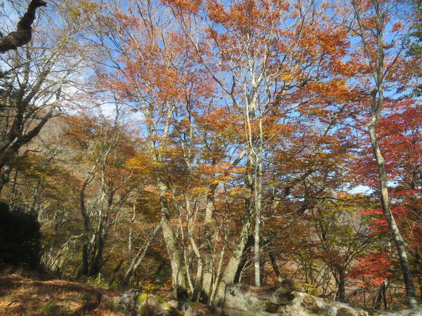 11月13日天王寺尾根