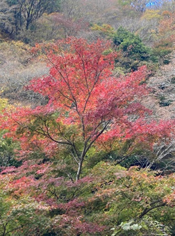 ヤビツ峠周辺