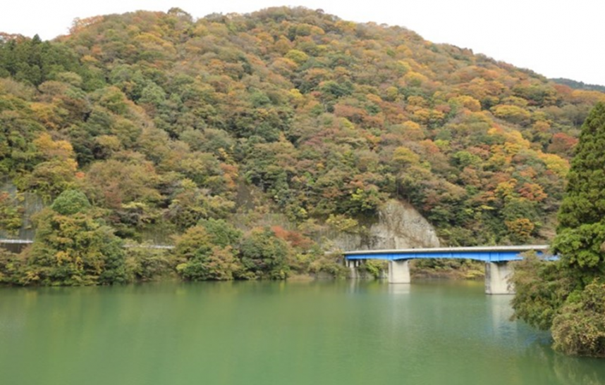 丹沢湖の紅葉見ごろ